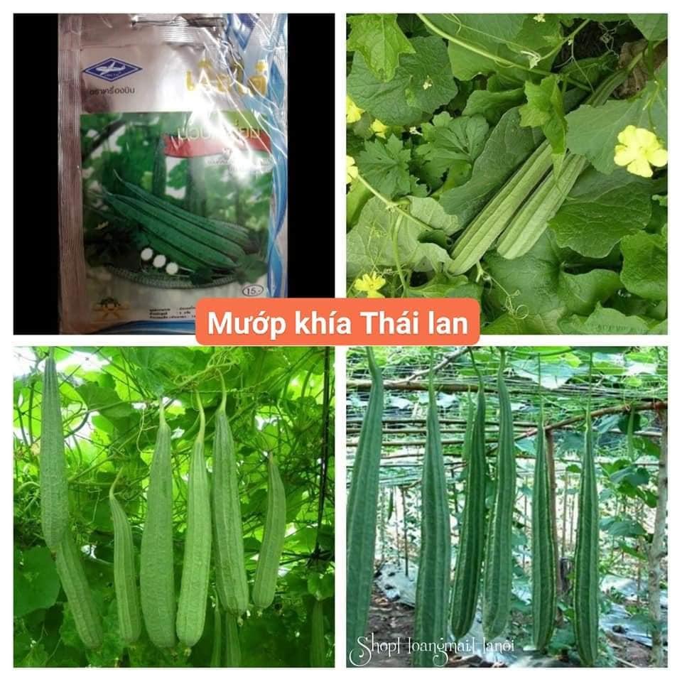 Hạt Giống Mướp Khía dể trồng f1-10 Hạt/tặng kèm gói phân bón lót