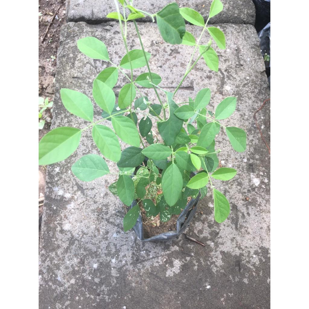 NGUYÊN CHẬU CÂY GIỐNG HOA ĐẬU BIẾC SIÊU ĐẸP SIÊU TỐT