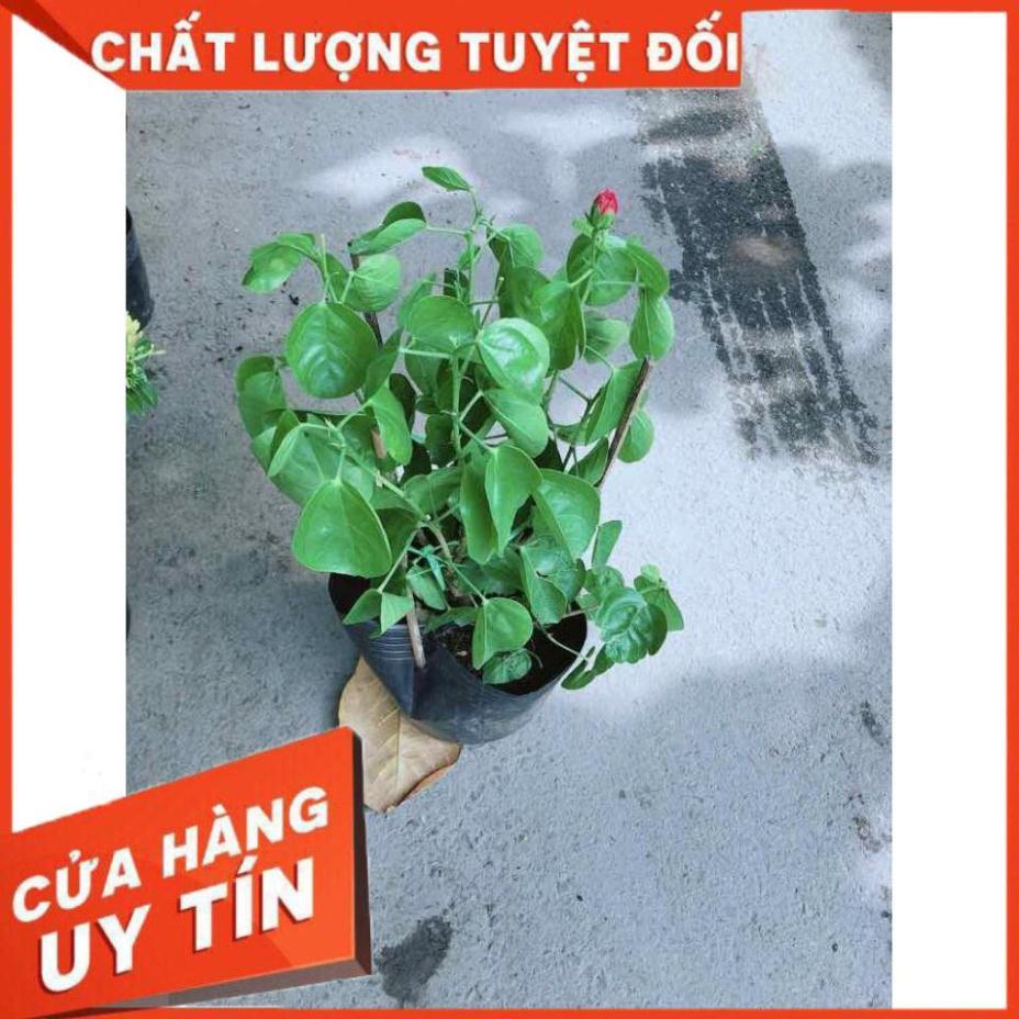 Hoa Dâm Bụt Kép Nhiều Người Mua