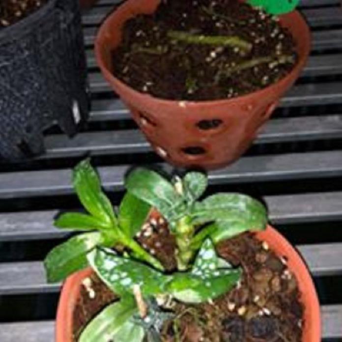 Hoa lan -5ct kiều phi yến gieo hạt