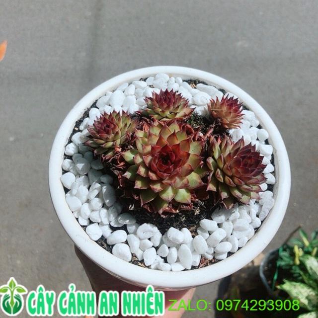 Chậu Sen Phật Bà Đỏ