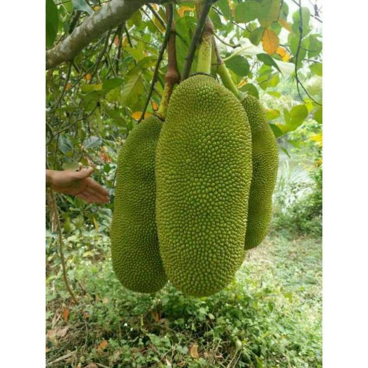 CÂY GIỐNG Mít Trái Dài Malaysia,CAM KẾT GIỐNG CHUẨN, BẢO HÀNH F1
