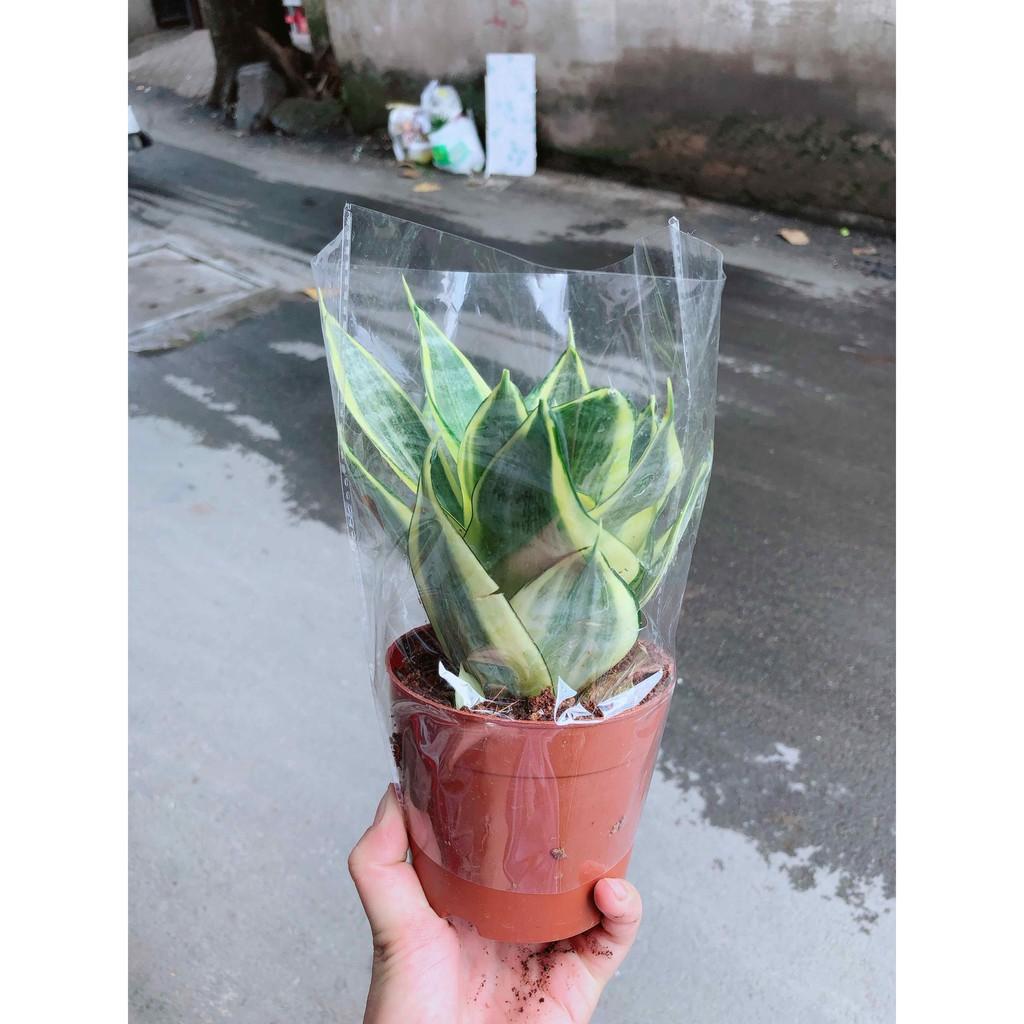 Lưỡi hổ thái kèm chậu sứ Bán Chạy
