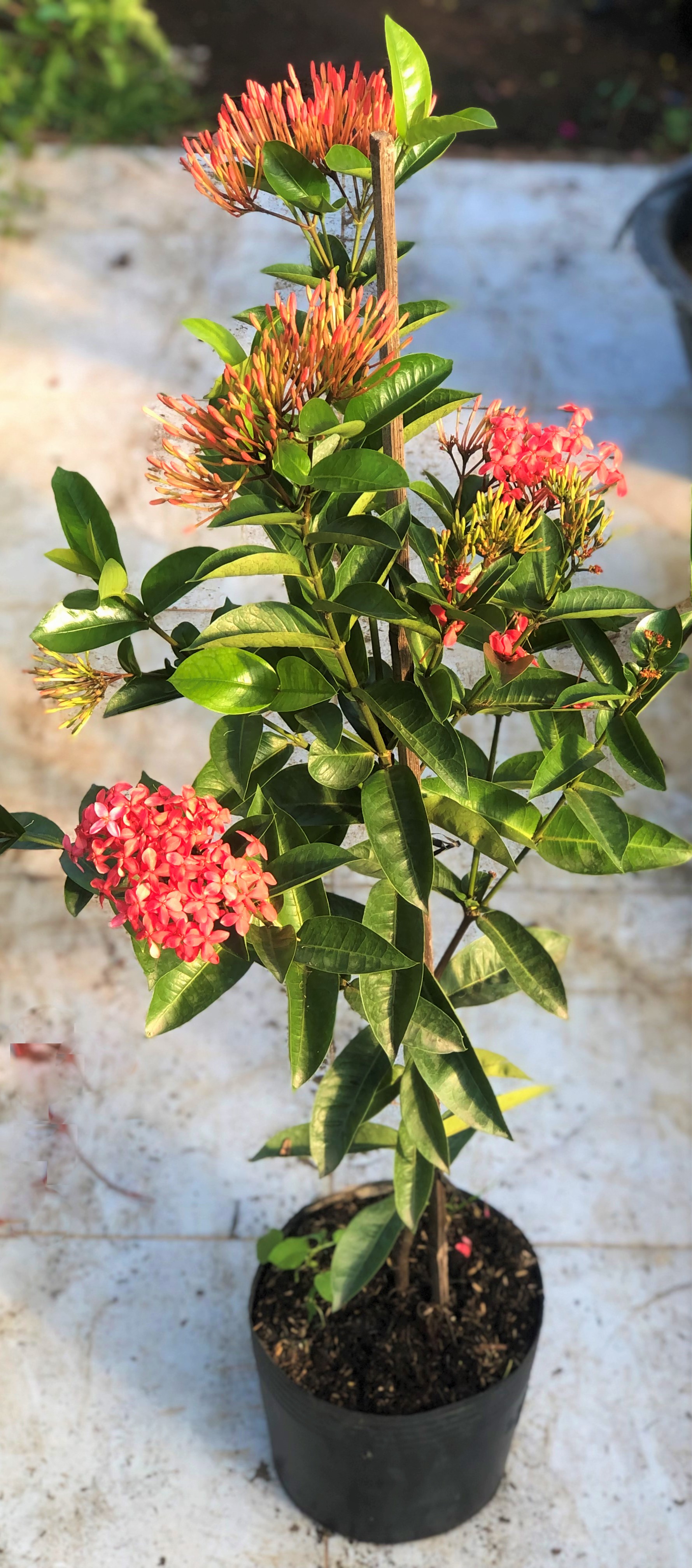 Chậu cây Đài Trang Mỹ dáng tree cao 100 - 120 cm
