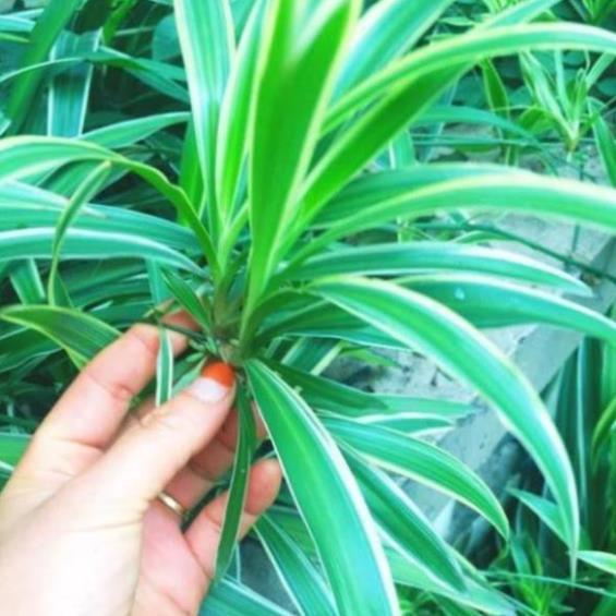 Combo 10 cây cỏ lan chi