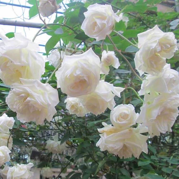 Cây giống hoa hồng CỔ TRẮNG BẠCH XẾP-Giống hồng cổ trắng đẹp và sai hoa