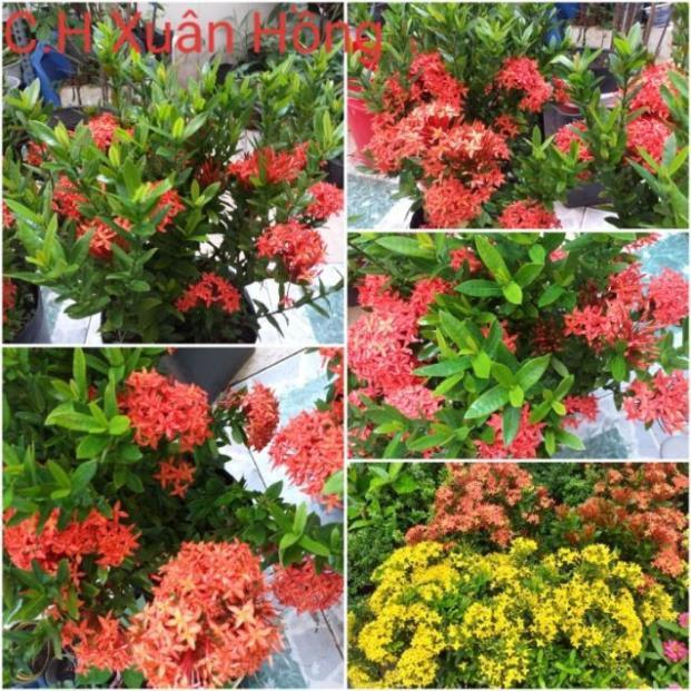 Hoa mẫu đơn bỉ- màu đỏ,
