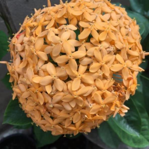 Hoa mẫu đơn vàng cam siêu bông