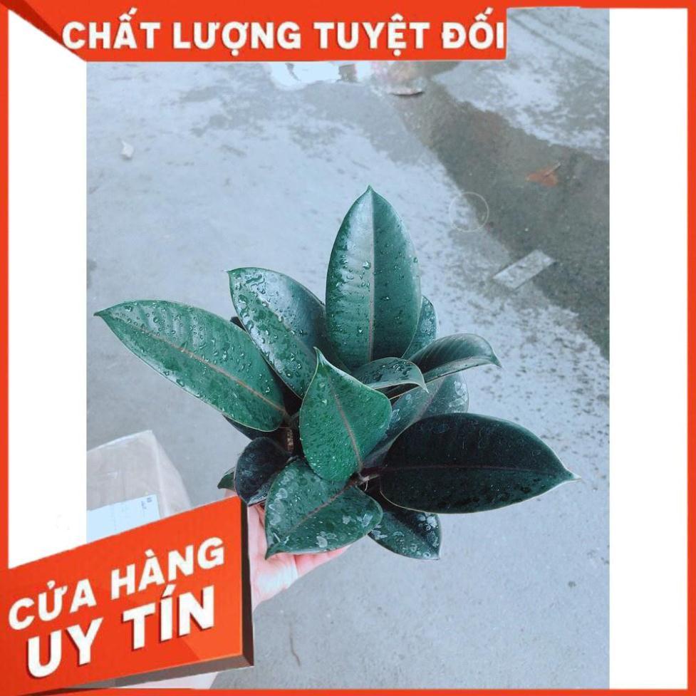 Cây Búp Đa Đỏ