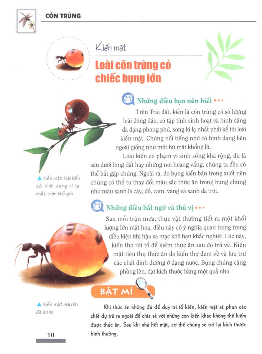 Khám Phá Bí Ẩn Thế Giới Tự Nhiên Dành Cho Học Sinh : Côn Trùng_ML