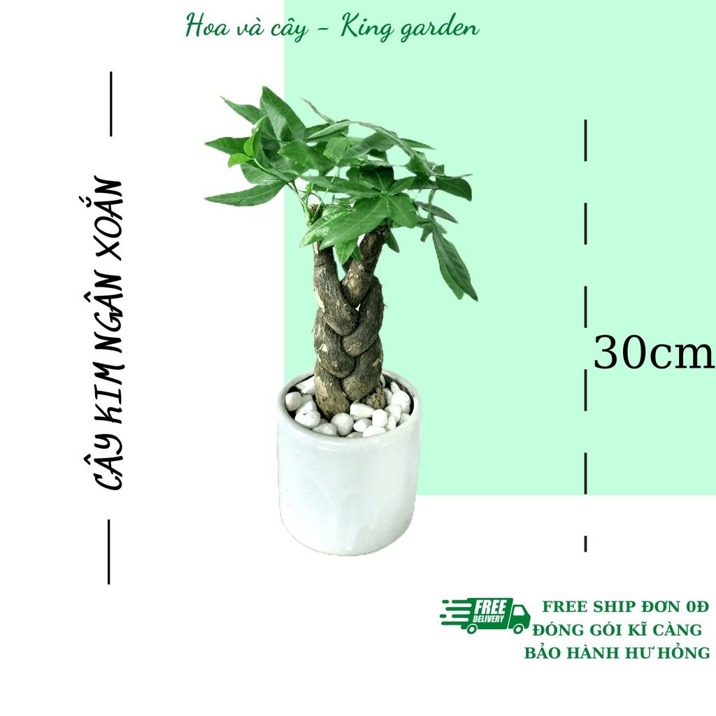 Cây kim ngân xoắn không kèm chậu, Cao 30cm, thích hợp để bàn