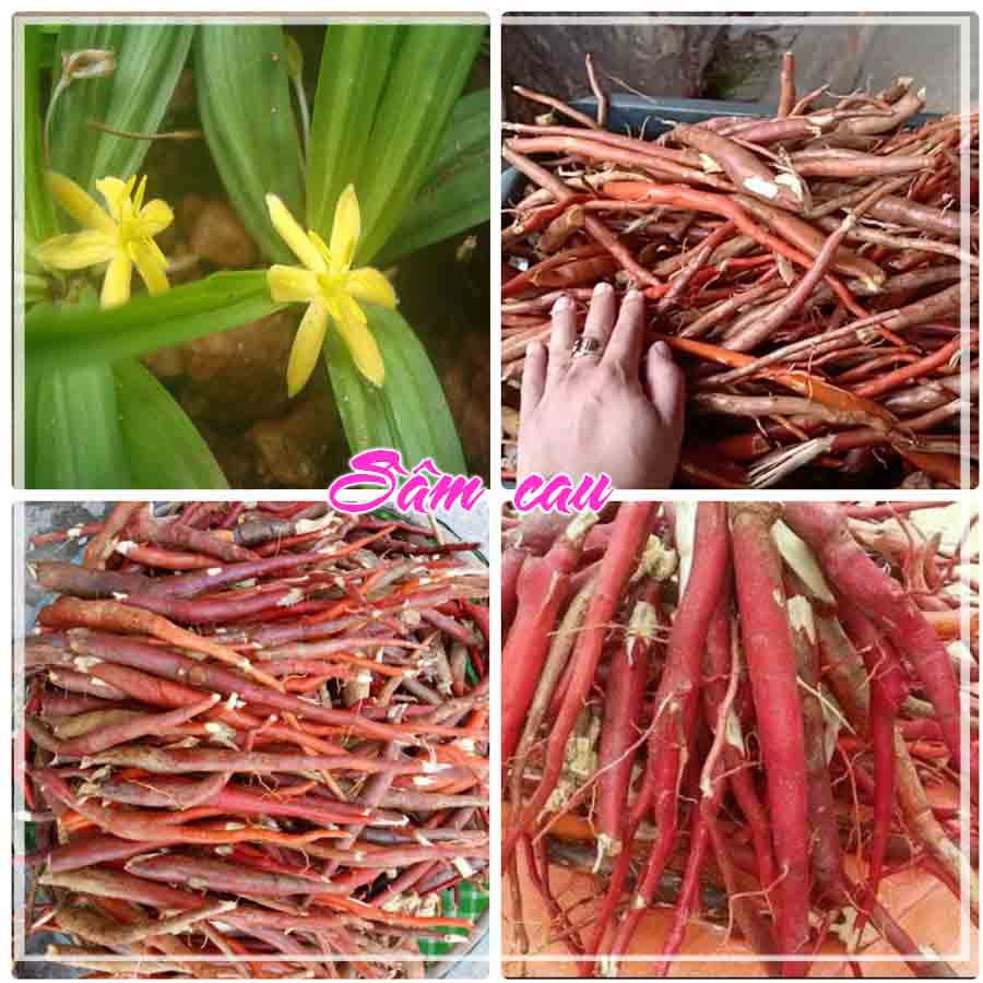  1kg Sâm Cau đỏ khô sạch sắt lát