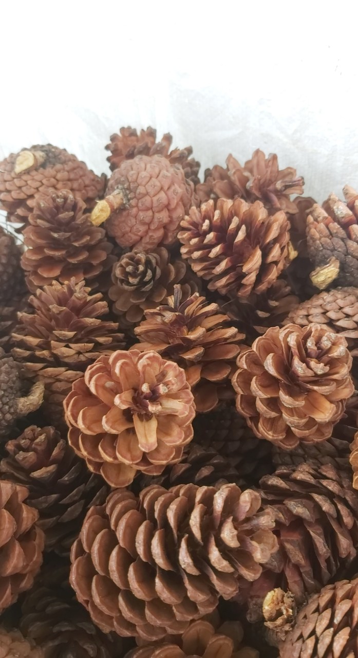 Quả thông trang trí  màu tự nhiên