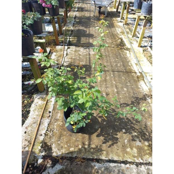 Hoa hồng Cam sa đéc, hồng nội, hồng bụi, thân lùn, nguyên bản