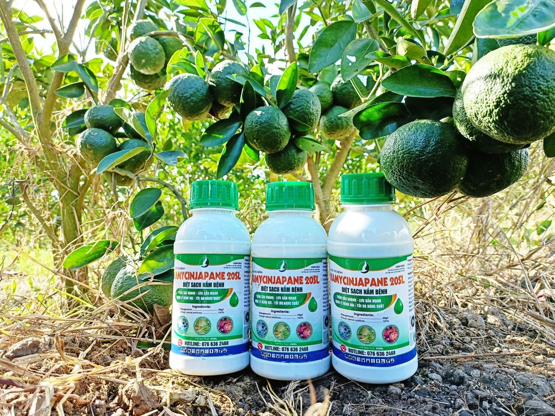KAMYCIN JAPANEV - THUỐC TRỊ NẤM KHUẨN