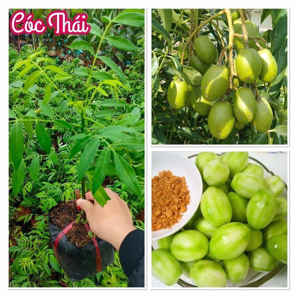 Cây giống CÓC THÁI SIÊU SỚM bầu nhỏ .