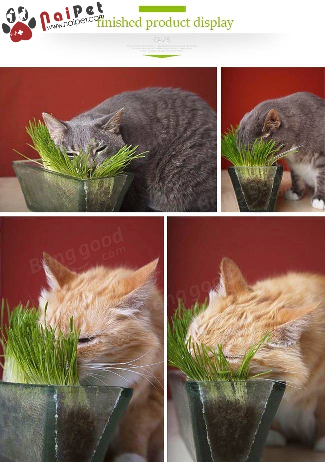 Bộ Trồng Cỏ Tươi Cat Grass Kit Cỏ Tươi Cho Mèo