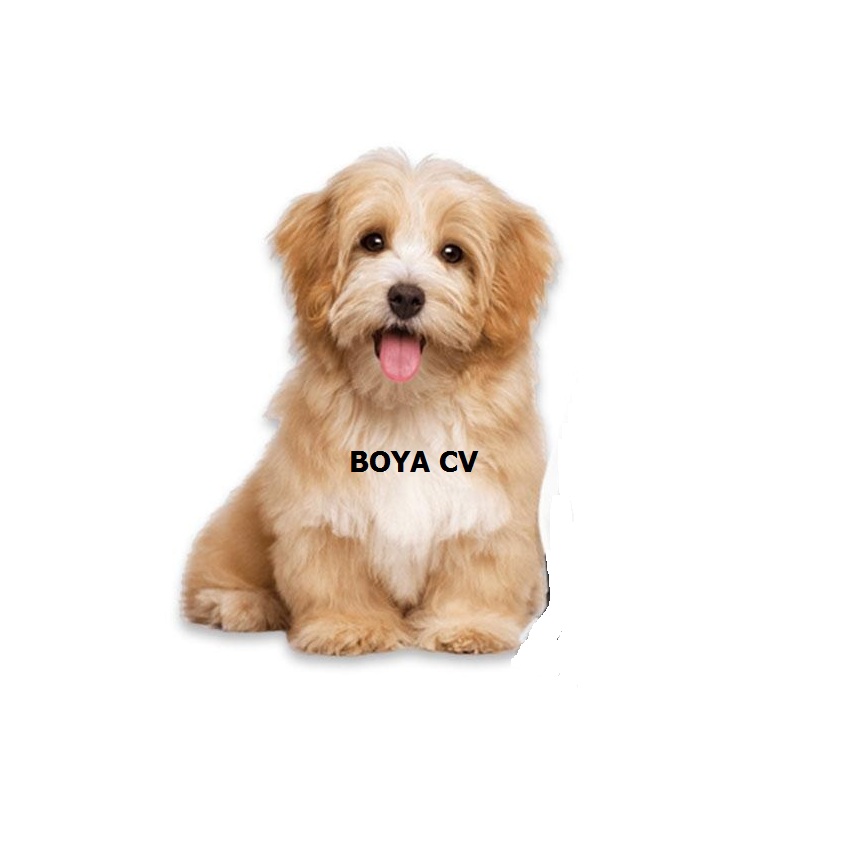 Micro Cài Ve Áo BOYA CV BY-M1, chống ồn, Livestream, quay video, ghi âm, ghi âm nhạc cụ, Vlog, Youtuber, Chơi game, Tiktok, Zoom, SKYPE hát trên Internet Tương thích smartphone, MÁY ẢNH DSLR, MÁY QUAY, máy tính bảng, máy tính để bàn, Laptop-Hàng nhập khẩu