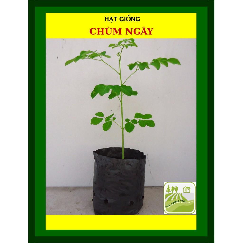 Hạt Giống Chùm Ngây Gói 2 Gram