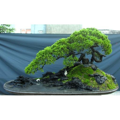 CHẬU CÂY TÙNG XÀ SIÊU ĐẸP