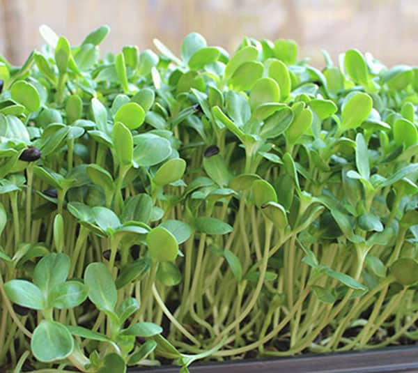 HẠT GIỐNG RAU MẦM PHÚ NÔNG 50GRAM