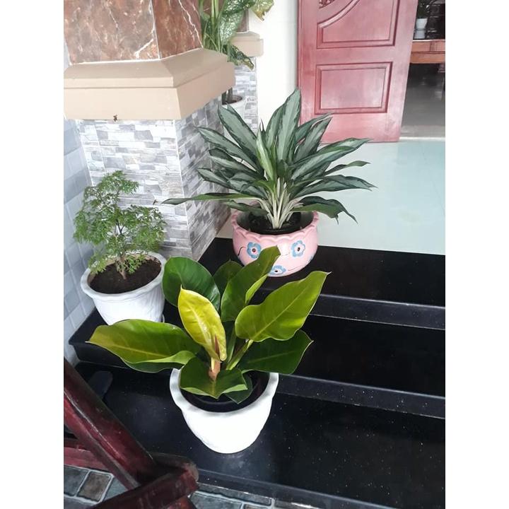 Cây Trầu Bà Đế Vương Đỏ
