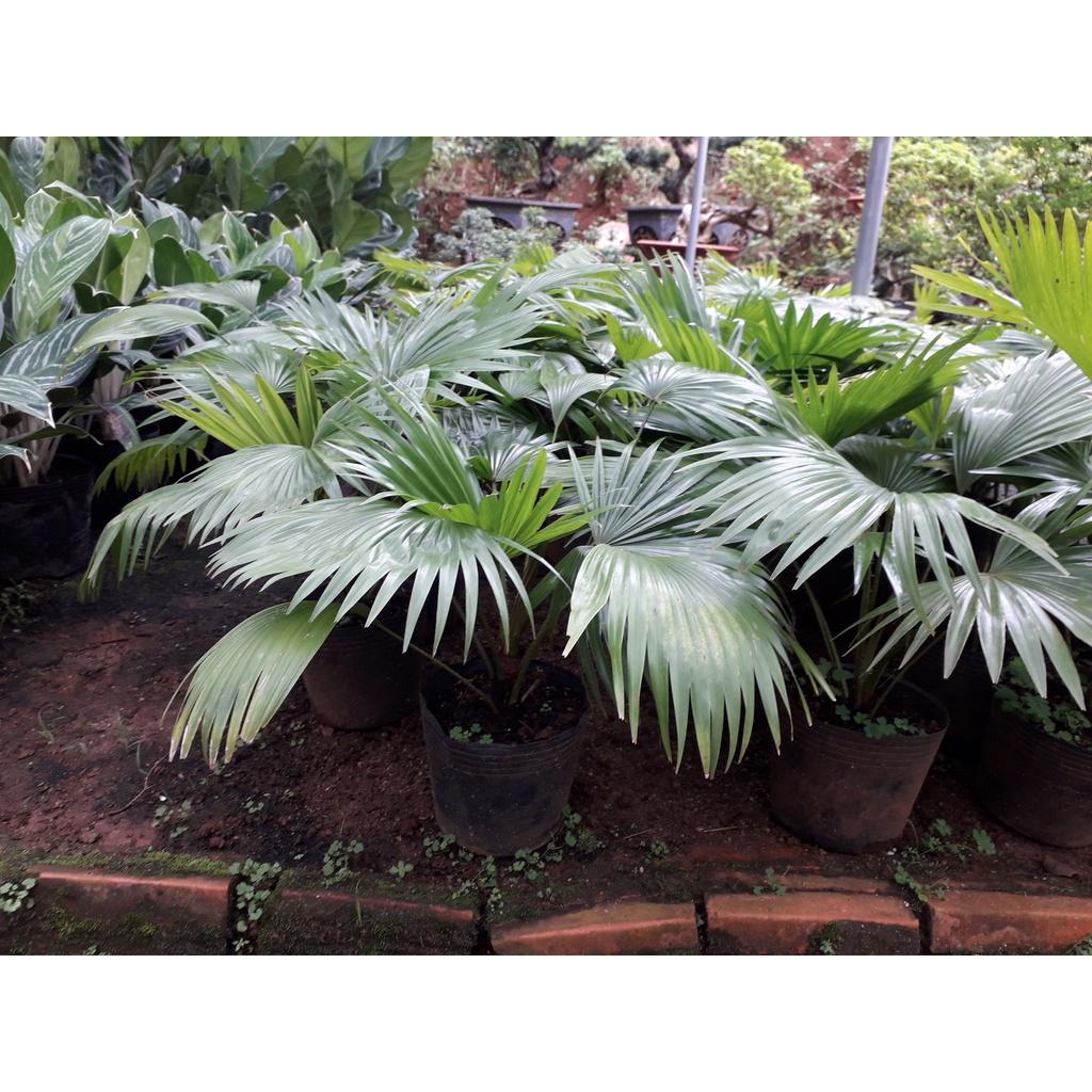 Cây GIỐNG CỌ CẢNH *