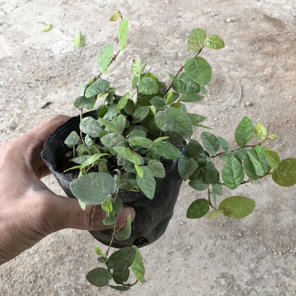 Cây vảy ốc , cây có nhiều nhánh cực sum suê leo bám cực tốt, sức sống cực khỏe thích hợp làm cây bám tường