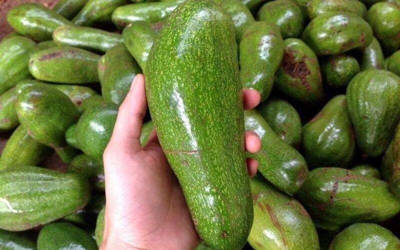 Cây giống Bơ Sáp siêu quả