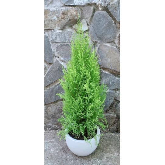 Chậu Cây Tùng Thơm