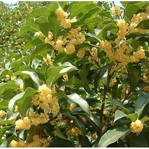 Cây hoa mộc hương cao trên 1m