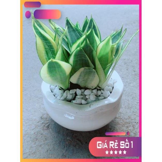 Chậu Lưỡi Hổ Thái
