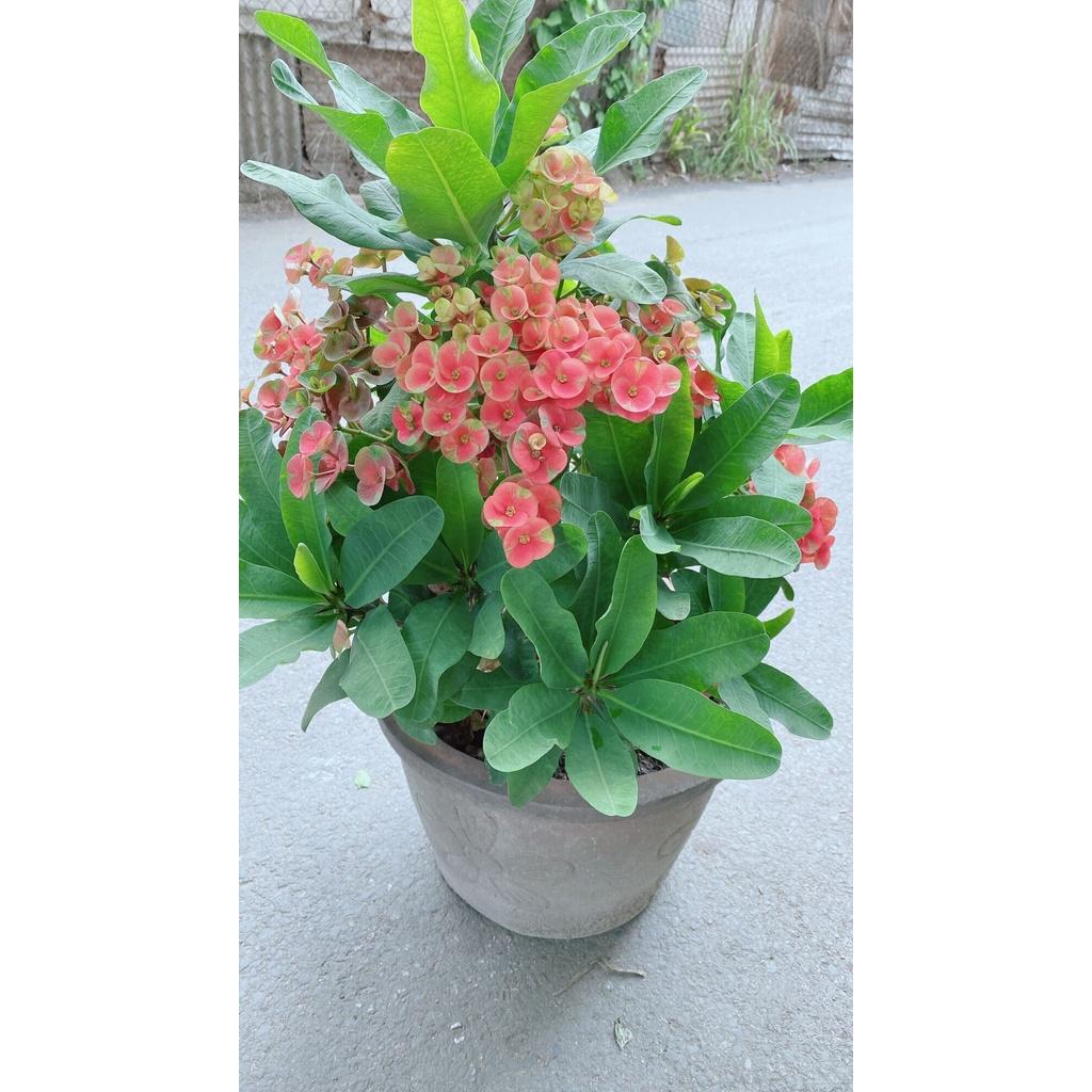 Chậu Xương Rồng Bát Tiên Lớn