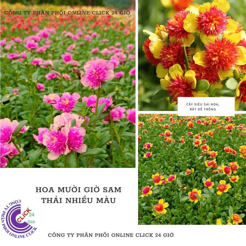 1 Ký Cành Giống Hoa Sam Thái Kép Siêu Đẹp Nở Cả Ngày Bộ Sưu Tập 30 Màu Hoa Mười Giờ Sam Hoa Mười Giờ Bonsai & Phụ Kiện