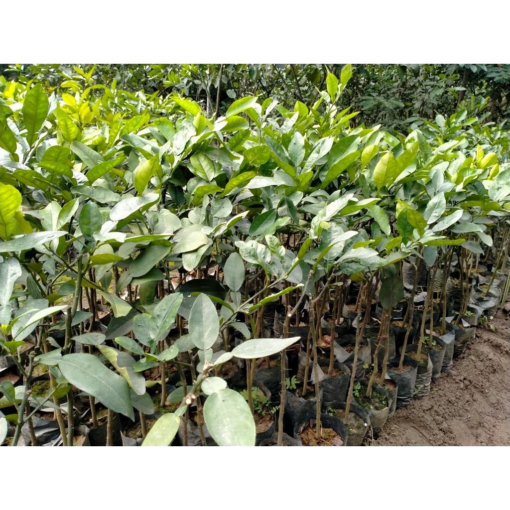 Cây giống bưởi phúc trạch
