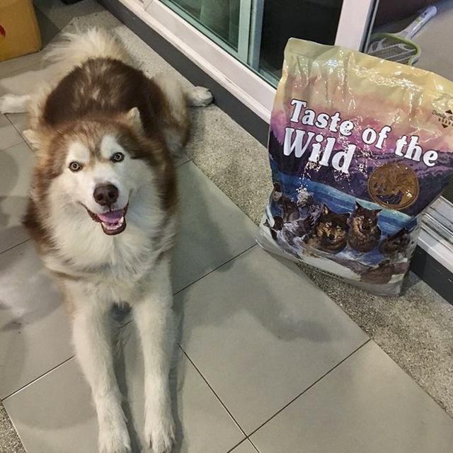 Thức Ăn Cho Chó Husky Taste Of The Wild Bao 2kg - Wetlands Thức Ăn Cho Chó, Vị Thịt Chim Rừng, Trái Cây Rau Củ Quả