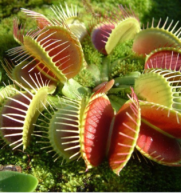 Combo 2 gói Hạt giống cây Bắt Ruồi + Diệt Côn Trùng tặng kèm gói kích hạt nãy mầm