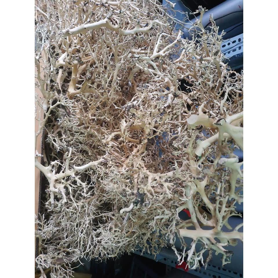 Lũa Xương chùm dùng làm tán cây bonsai, bố cục hồ