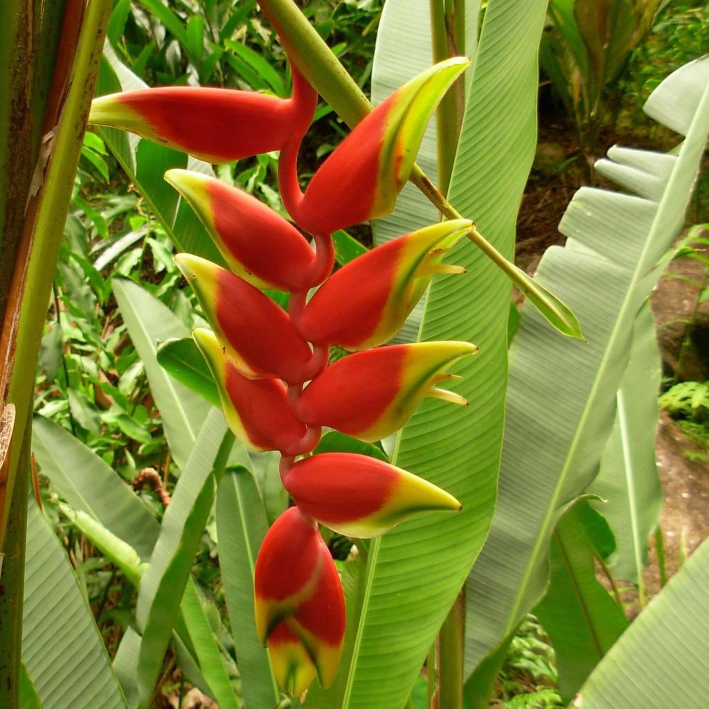 Cây Chuối Kiểng, Cây Chuối Tràng Phá o