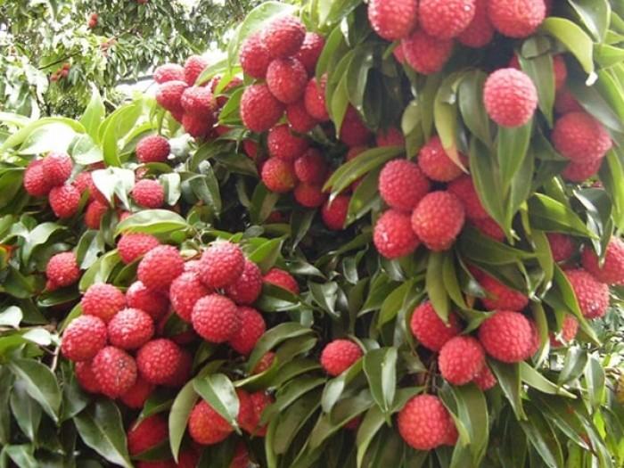 Cây giống vải không hạt