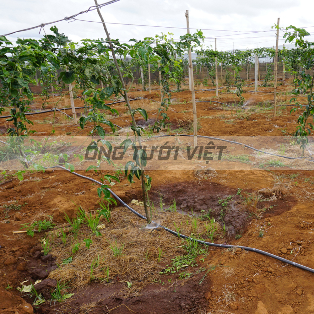 150m Ống dây tưới mềm Nguyễn Tân phi 42 - Không đục lỗ | Ống mềm sử dụng trong hệ thống tưới nông nghiệp
