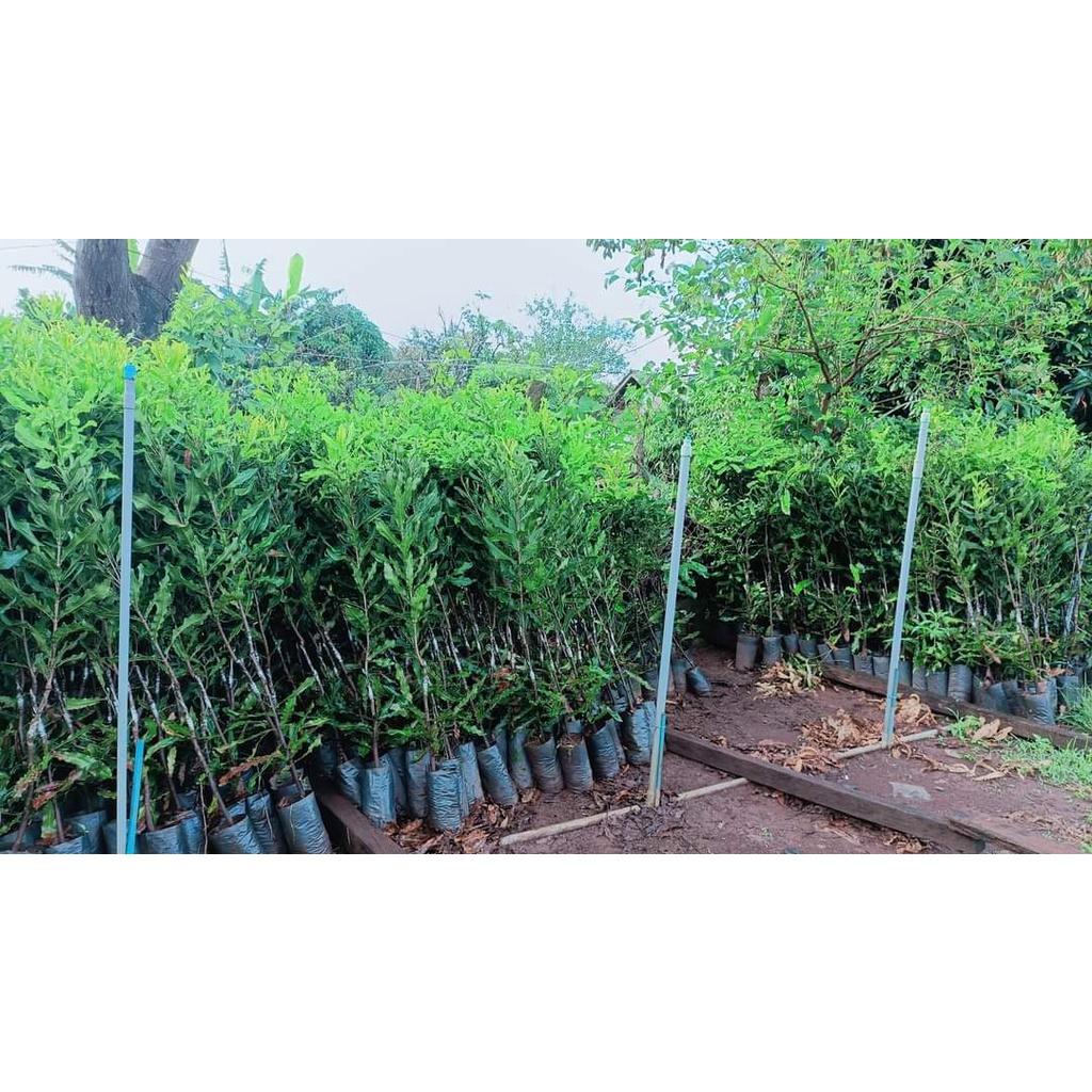 Cây Giống Macca Ghép Chuẩn