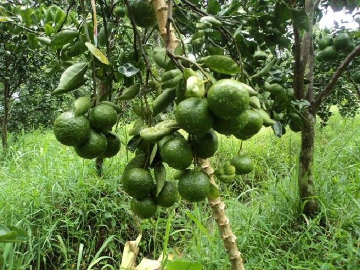 Cây CAM SÀNH MIỀN NAM