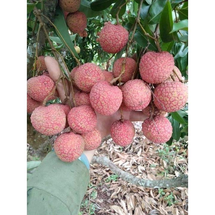 Cây giống vải thiều