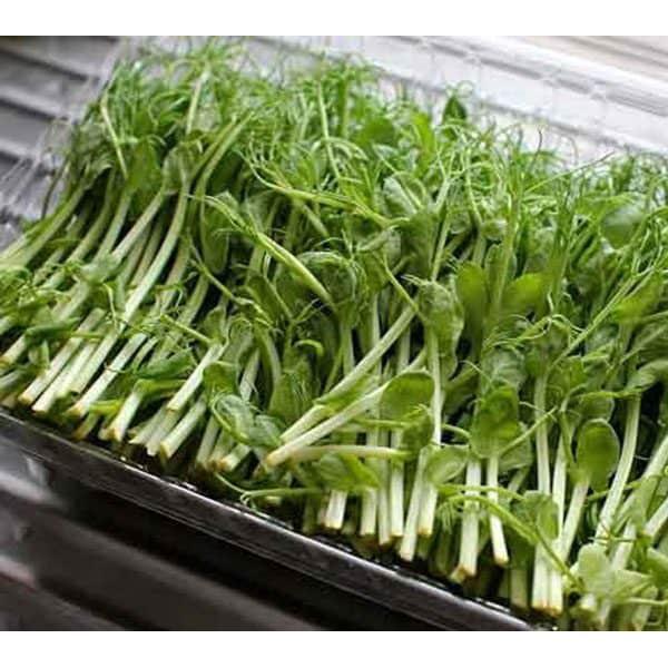 Hạt Giống Mầm Đậu Hà Lan 50gr - HẠT GIỐNG LÃO NÔNG