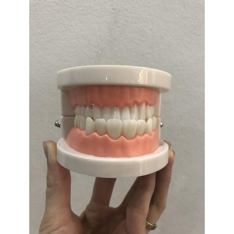 mô hình hàm răng