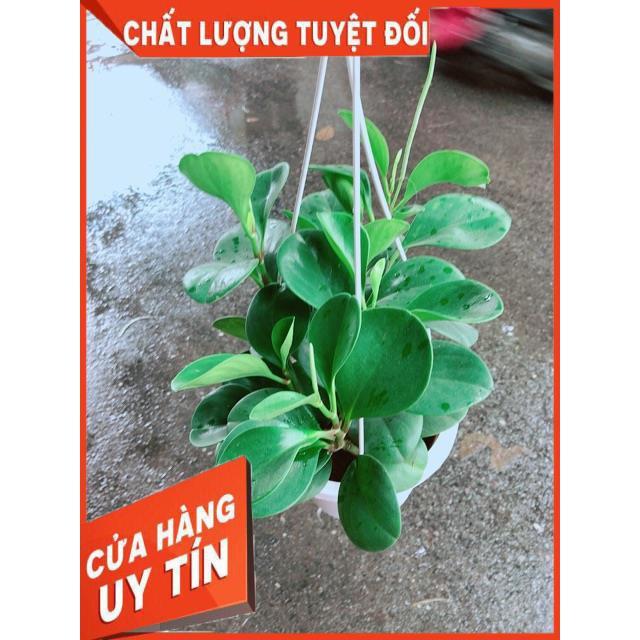 Chậu Trường Sinh