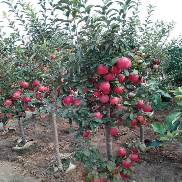 CÂY GIỐNG TÁO TÂY ĐỎ LÙN QUẢ SỚM F1