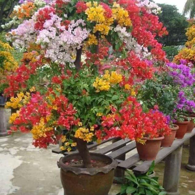 Hoa giấy màu cam - chậu cây đang hoa, size cây to