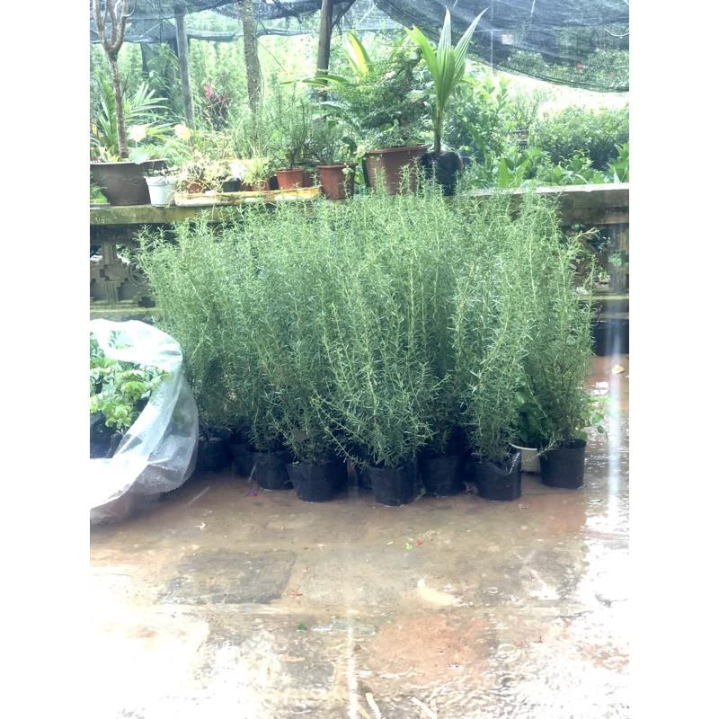 Cây hương thảo - Rosemary cao 60cm (ảnh thật)